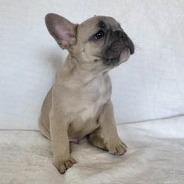 Boy 1 - Blue fawn male French Bulldog puppy in Walnut, California from Flores Frenchies