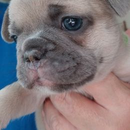 French Bulldog Puppies from Rock Island Frenchies of Texas