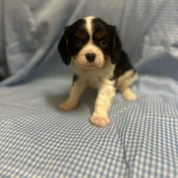 Wesley - Tri-color male Cavalier King Charles Spaniel puppy in Broken Arrow, Oklahoma from Cavalier King Charles Heartland