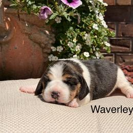 Waverley - Black white and tan female Beagle puppy in Mansfield, Missouri from Rippee Creek Kennel