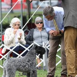 Fiona - Kerry Blue Terrier