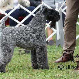 Fiona - Kerry Blue Terrier