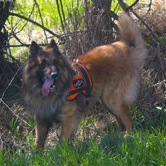 Brodie - Belgian Tervuren