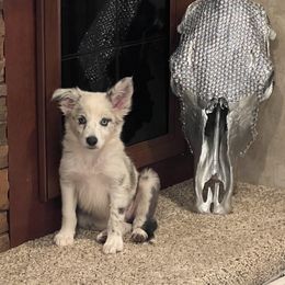 American Corgi, Border Collie, and Pembroke Welsh Corgi Puppies from Cowtown Corgis & Border Collies