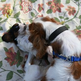 Cavalier King Charles Spaniel Puppies from Critter's Cottage Cavaliers