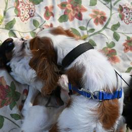 Cavalier King Charles Spaniel Puppies from Critter's Cottage Cavaliers