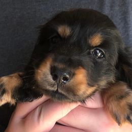 Dachshund Puppies from Jamie's Dachshunds