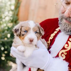 Walter - male Australian Mountain Doodle puppy in Spanish Fork, Utah from K Brand Doodles