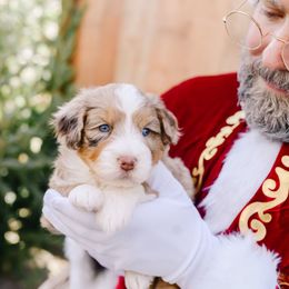 Walter - male Australian Mountain Doodle puppy in Spanish Fork, Utah from K Brand Doodles