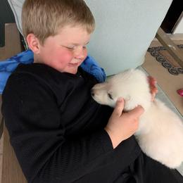German Shepherd Puppies from Haven Farm