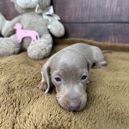 Dachshund Puppies from Harrison Farm