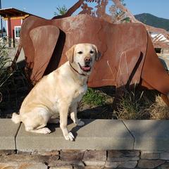 Labrador Retrievers and Welsh Springer Spaniels from Normandy Labs