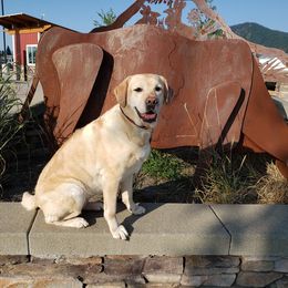 Labrador Retrievers and Welsh Springer Spaniels from Normandy Labs