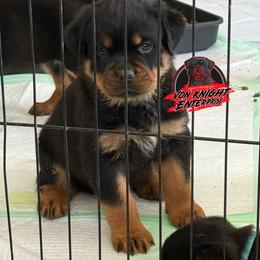 Green collar male (heath) - Black and mahogany male Rottweiler puppy in Corydon, Indiana from Rottweiler von knight enterprise