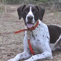 German Shorthaired Pointers and Poodles from Four Fillies Farm