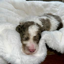 Rose collar - Parti female Goldendoodle puppy in Sanderson, Florida from Serenity Goldendoodles