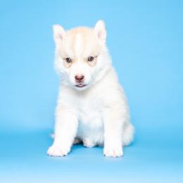 Brynner - Red and white male Siberian Husky puppy in Meadow Vista, California from Thistle Hill Siberians