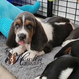 Jake Sully - Black and brown male Basset Hound puppy in Surprise, Arizona from Howlin Hounds