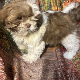 Maltese, Maltipoos, and Shih Tzus from Mia Lucky Maltese