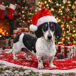 Pluto - Black and cream male Dachshund puppy in Lincoln, Arkansas from Red Dirt Dachshunds