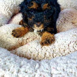 Cockapoo Puppies from Southern Belle Cockapoos