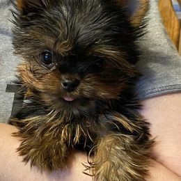 Yorkshire Terrier Puppies from Chikito's Yorkies