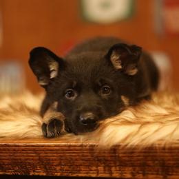 America - Black and tan female German Shepherd puppy in Philippi, West Virginia from Vom Haus Highlands