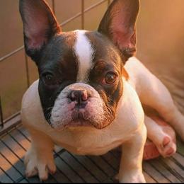 Minka - Brindle and white female French Bulldog puppy in Summerville, South Carolina from Pryde French Bulldogs