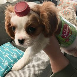 Cavalier King Charles Spaniel Puppies from Colorful Cavaliers