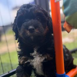 Blossom-Pink girl - Black and tan female Companion Cross puppy in Calimesa, California from Teakwoodpoodleofsocal