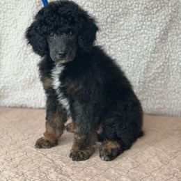 Vader - Tri Phantom Male - Phantom Poodle puppy in Stanley, Wisconsin from Fanciers' Poodles