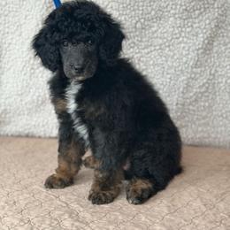 Vader - Tri Phantom Male - Phantom Poodle puppy in Stanley, Wisconsin from Fanciers' Poodles