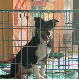 Celine - Tri-color female Border Collie puppy in Decatur, Alabama from Phantom Border Collies