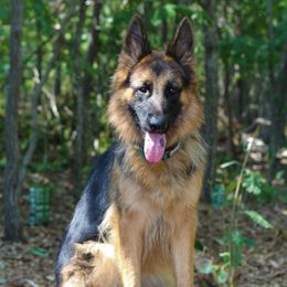 Bella - German Shepherd