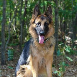 Bella - German Shepherd