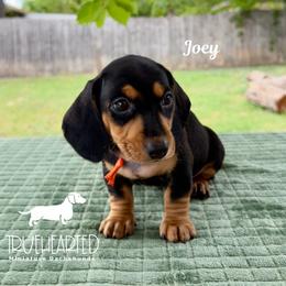 Joey - Black and tan male Dachshund puppy in Royse City, Texas from Truehearted Miniature Dachshunds
