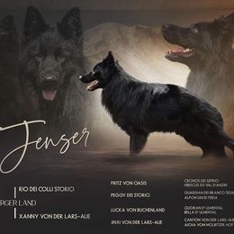 Jack - German Shepherd