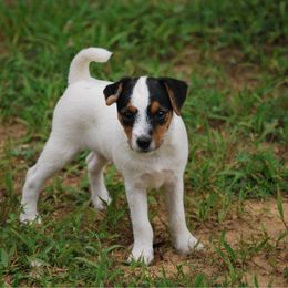 Ruby - Tri-color female Jack Russell Terrier puppy in New Kent, Virginia from Jigsaw Terriers