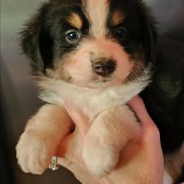 Annie girl 2 - Black tri female Miniature Australian Shepherd puppy in Hampton, Tennessee from TC Farms Stock Dogs - Miniature Australian Shepherds