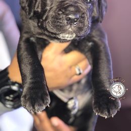 Cane Corso Puppies from Triple H Cane Corso
