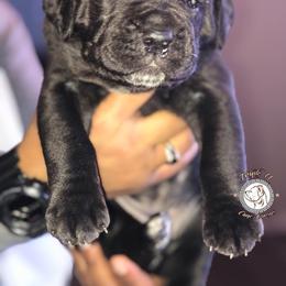 Cane Corso Puppies from Triple H Cane Corso