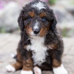 Australian Mountain Doodle, Bernedoodle, Cavapoo, and Goldendoodle Puppies from Angel Pups Deluxe