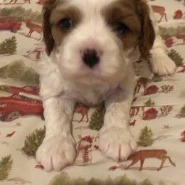 Cavalier King Charles Spaniel All Grown Up from Cutie Pie Cavaliers