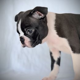 Boston Terrier Puppies from Bluewater Bostons