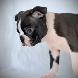 Boston Terrier Puppies from Bluewater Bostons