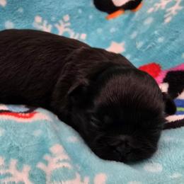 Boy 1 - Black male Shih Tzu puppy in Oakville, Washington from Garrard Creek Shih Tzus