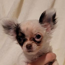 Chihuahuas and Dachshunds from CKH Critters