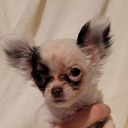 Chihuahuas and Dachshunds from CKH Critters