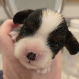 Cavalier King Charles Spaniel puppies from Reflection Cavaliers