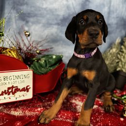 Hollyn - Black and rust female Doberman Pinscher puppy in Aredale, Iowa from Royal Dynasty Dobermann Kennel
